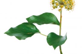 Dès octobre, ses fleurs qui ne paient pas de mine, sont les dernières « buvettes » ouvertes avant l’hiver. Minuscules, mais très nombreuses, elles offrent aux insectes butineurs leur abondant nectar. Papillons, abeilles, syrphes… Nombreux sont les visiteurs qui profitent du lierre pour faire un ultime plein d’énergie. / © Richard Griffin / Alamy