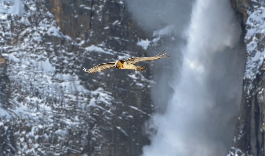 Le gypaète a un photographe engagé pour lui dans les montagnes suisses