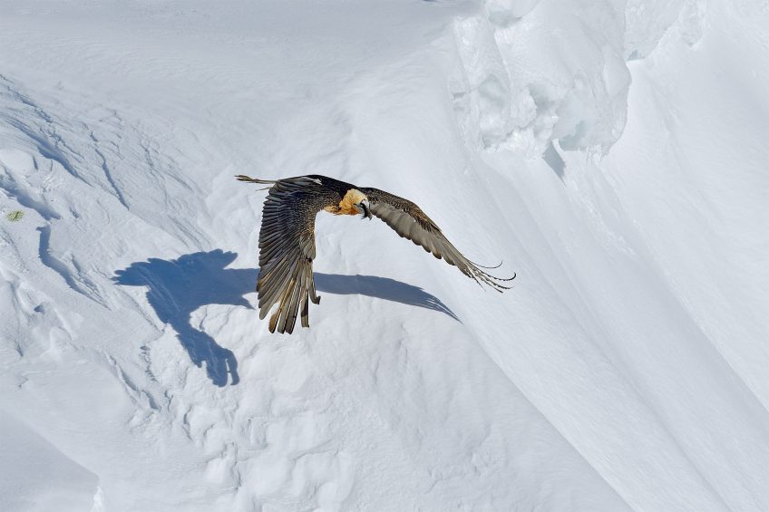 Le gypaète a un photographe engagé pour lui dans les montagnes suisses