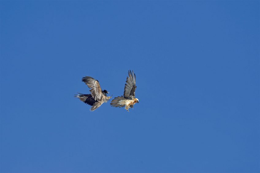 Le gypaète a un photographe engagé pour lui dans les montagnes suisses