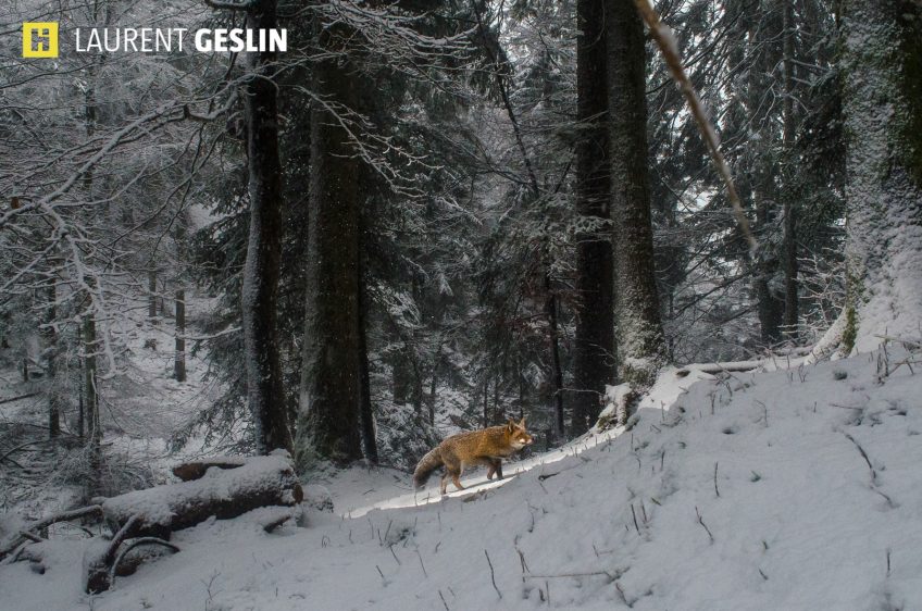 Histoires d'images - L'odyssée du renard