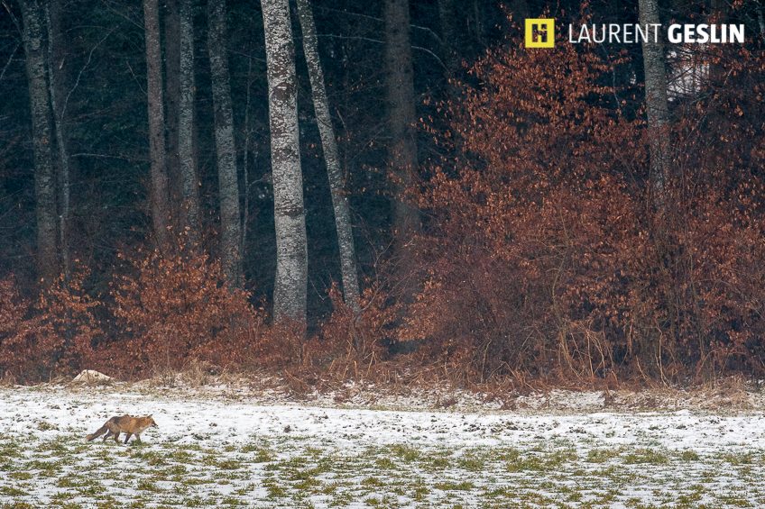 Histoires d'images - L'odyssée du renard