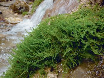 Palustriella commutata Les mousses sous le loupe au cours d'une balade dans le Bugey