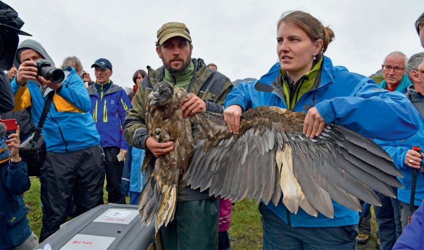Chronique du retour du gypaète barbu dans les Alpes Suisse