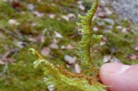 Ptilium crista-castrensis / © Florian Rochet