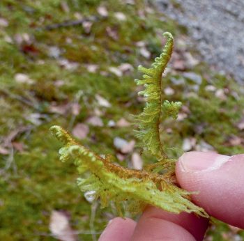 Ptilium crista-castrensis Les mousses sous le loupe au cours d'une balade dans le Bugey