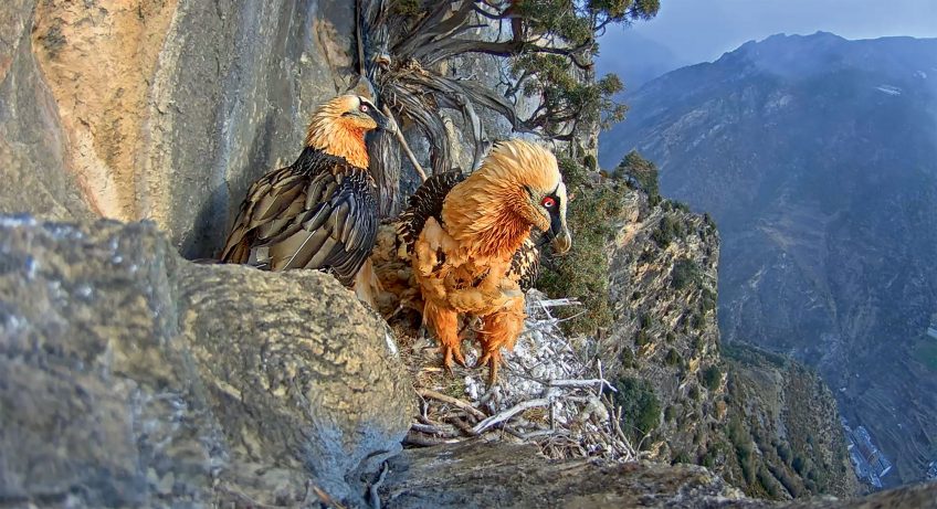 La nidification du gypaète barbu