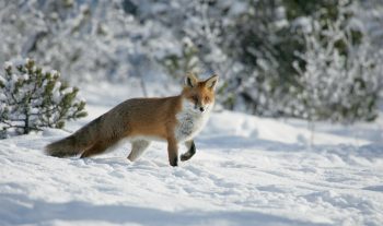 Renard en chasse dans le Haut-Doubs enneigé.
