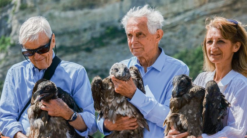 Des vautours sous son aile dans la Drôme