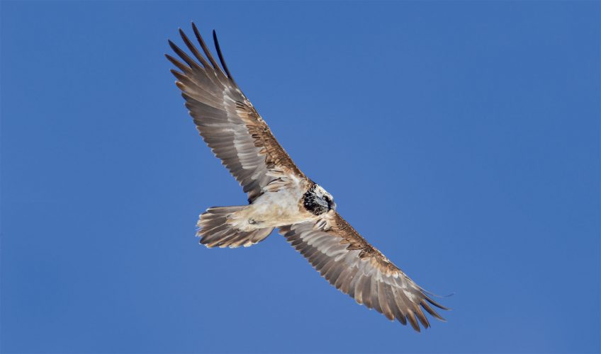 L'anatomie du gypaète barbu, un vautour géant mangeur d'os