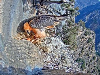 ponte gypaète barbu