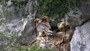 couple de gypaètes barbus