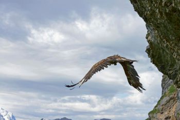 envol d'un jeune gypaète barbu
