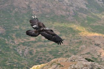 envol d'un jeune gypaète barbu