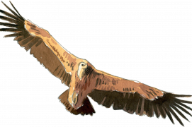 Vautour fauve 
Envergure : 240-270 cm
Pyrénées, Massif central, 
Alpes du Sud (F) / © Jose Antonio Sencianes Ortega
