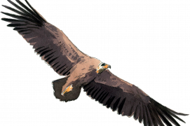 Vautour moine 
Envergure : 250-295 cm
Massif central, Alpes du Sud (F)
 / © Jose Antonio Sencianes Ortega