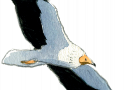 Vautour percnoptère 
Envergure : 160-180 cm
Pyrénées, Massif central, 
Provence (F) / © Jose Antonio Sencianes Ortega