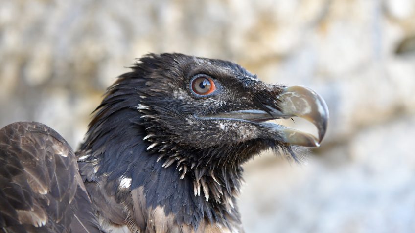 Un gypaète suisse en convalescence en Provence - La Salamandre