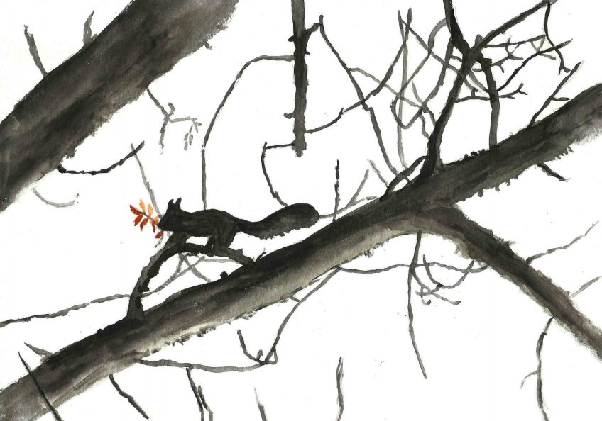 Ecureuils les voisins électriques - La Salamandre