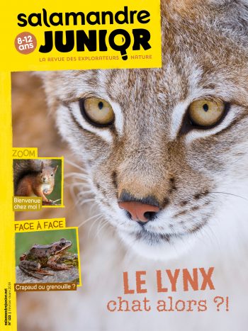 Couverture de La Salamandre Junior n°122