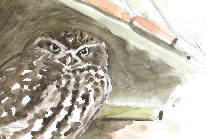 En mémoire de la chouette chevêche - La Salamandre