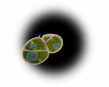 Aussi minuscule qu'elle soit, la bactérie Deinococcus radiodurans est certainement l'organisme vivant le plus résistant au monde. 