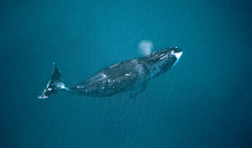 Pourquoi les animaux de grande taille vivent-ils plus longtemps ?