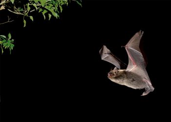 Pourquoi les animaux de grande taille vivent-ils plus longtemps ?