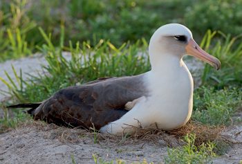 Pourquoi les animaux de grande taille vivent-ils plus longtemps ?