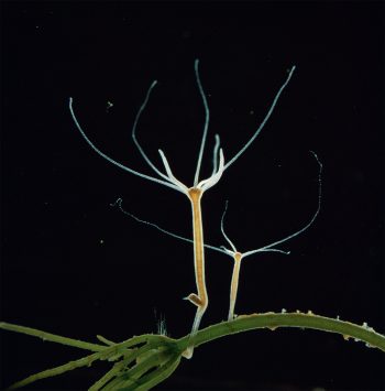 L’hydre d'eau douce, cet animal immortel des étangs