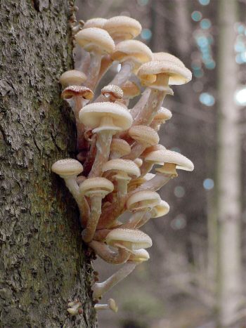 Contrairement à cette image, l'armillaire géant du parc national suisse ne produit aucune ribambelle de petits chapeaux à cause de l'altitude à laquelle il pousse. L’Armillaire, le champignon qui se clone pour vivre plus longtemps