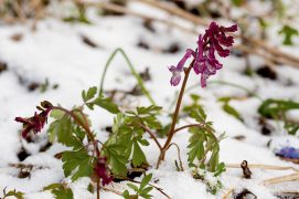 Dernière neige sur les corydales à tubercule creux / © Benoît Renevey