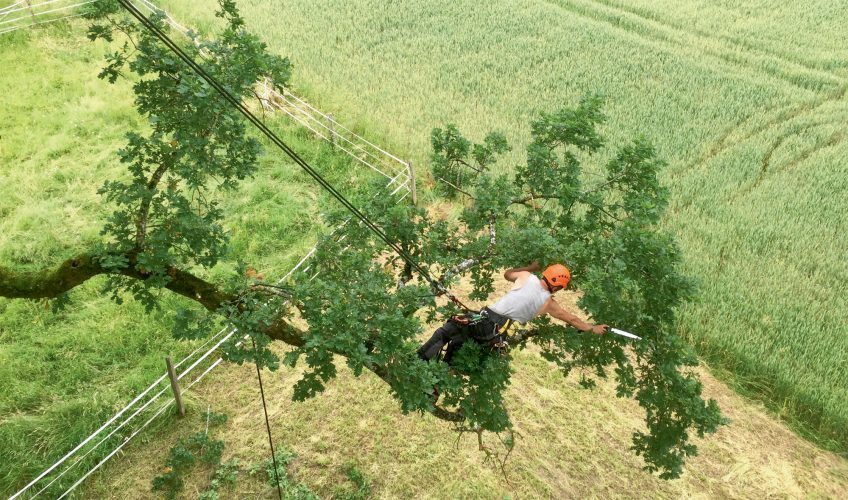 Des arboristes pour le grand capricorne