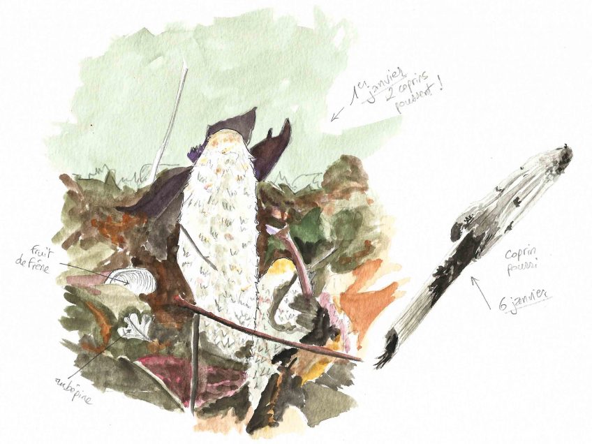 Nouvel an avec les champignons coprins - La Salamandre
