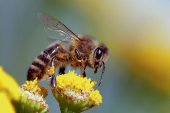 l'abeille domestique peut faire rajeunir son cerveau en cas de besoin de la ruche