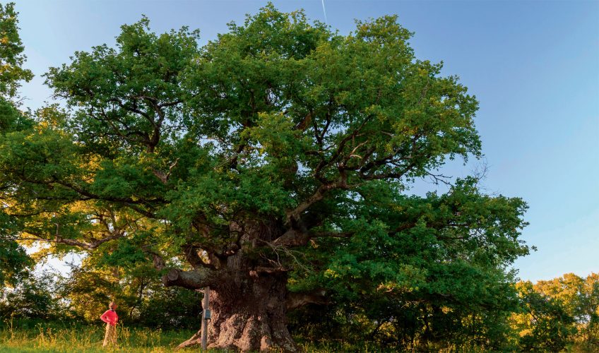 Le mélèze, un des arbres qui vit le plus longtemps