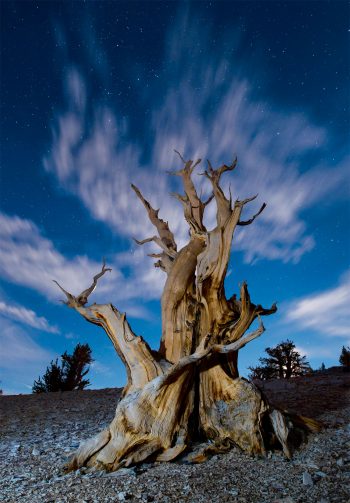 Le mélèze, un des arbres qui vit le plus longtemps