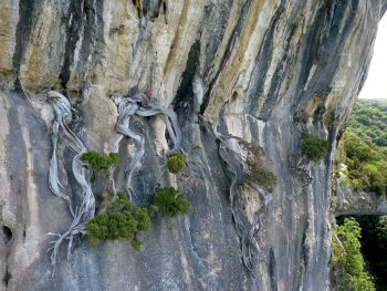 Le mélèze, un des arbres qui vit le plus longtemps