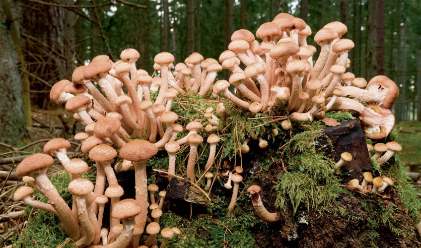 L’Armillaire, le champignon qui se clone pour vivre plus longtemps