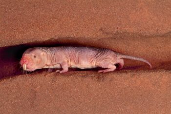Pourquoi la reine fourmi vit-elle plus longtemps que ses ouvrières ?