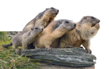 Pourquoi la reine fourmi vit-elle plus longtemps que ses ouvrières ?