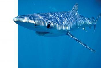 le requin peau bleue est le plus pêché au monde.
