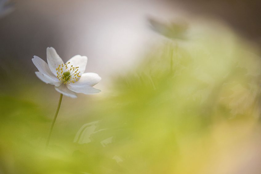 Les photos macro de perce-neige et d'autres fleurs de Carole Reboul