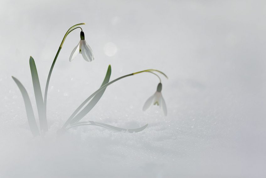 Les photos macro de perce-neige et d'autres fleurs de Carole Reboul