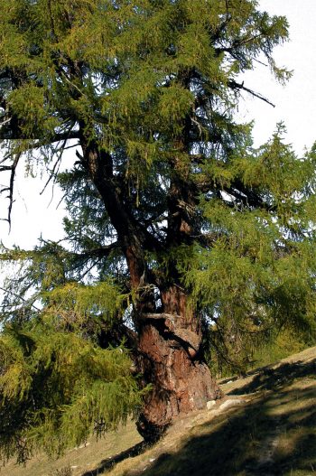 Le mélèze, un des arbres qui vit le plus longtemps