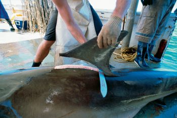 Il faut se battre contre un monde sans requins