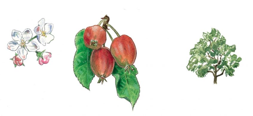 pommier sauvage Top 10 des arbres à planter dans son jardin et leurs conseils de plantation