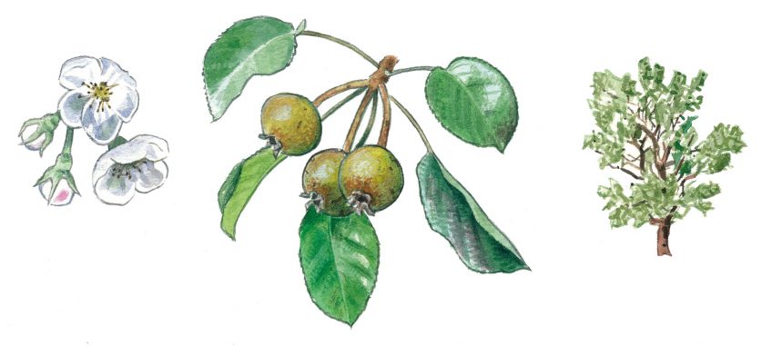 poirier Top 10 des arbres à planter dans son jardin et leurs conseils de plantation