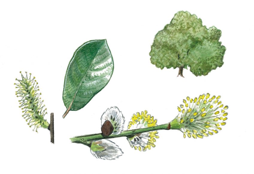 Saule marsault Top 10 des arbres à planter dans son jardin et leurs conseils de plantation