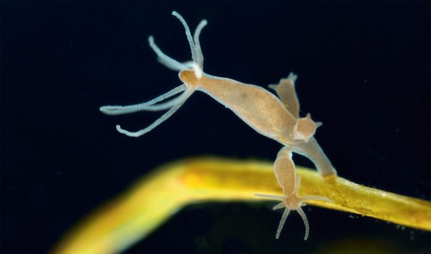 La science va-t-elle pouvoir rendre l'humain immortel